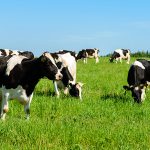Cows Graze On A Green Field In Sunny Weather And Blue Sky, Layou
