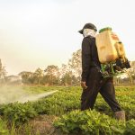 farmer spraying pesticide during the day time