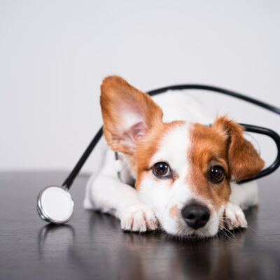 veterinary drug consultants canada