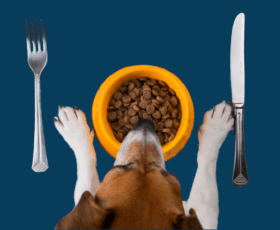 Understanding Pet Food Regulations in Canada 